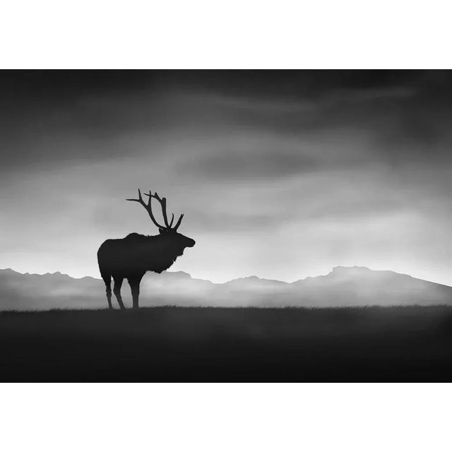 Stijn Dijkstra / Eyeem, Silhouette Horned Animal on Landscape, Photographic Paper, in Flawless conditions. Designed from...
