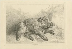 Resting Wild Boar, 1740, Paper