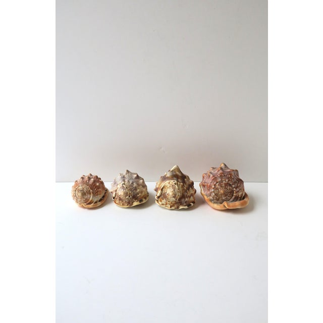 Mediterranean Seashells Natural, Set of 4 For Sale - Image 3 of 10