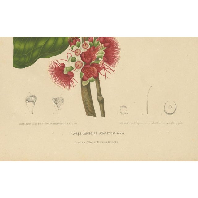 Hoola van Nooten, Wax Apple Blossom Botanical, 1880, Chromolithograph For Sale - Image 6 of 9