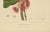 Hoola van Nooten, Wax Apple Blossom Botanical, 1880, Chromolithograph For Sale - Image 6 of 9