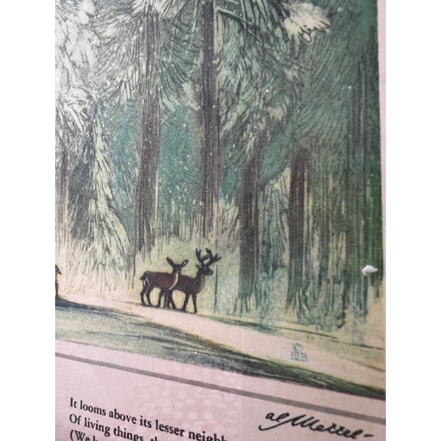 1960s Vintage 1960 Framed Print of World's Largest Living Thing , Tree For Sale - Image 5 of 6