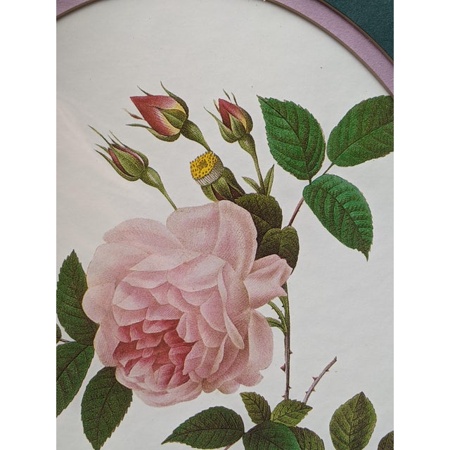 Vintage Botanical Floral Rose Lithograph Framed For Sale In Charlotte - Image 6 of 10