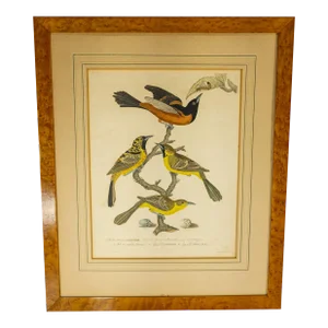 Early 19th Century Hand Colored Ornothological Engraving by Alexander Wilson