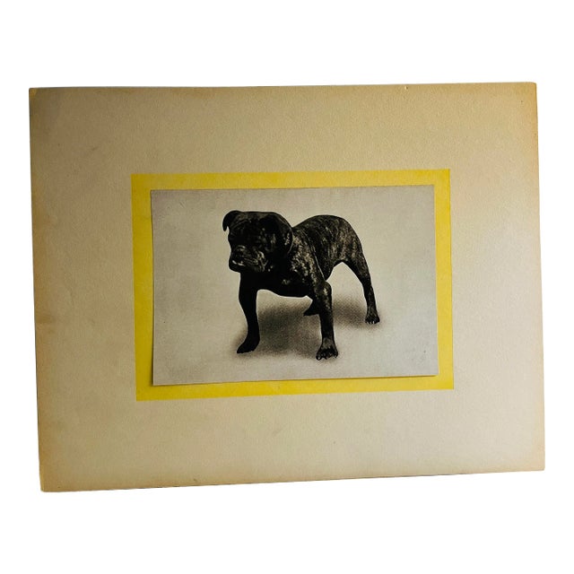 Antique Bulldog Dog Print For Sale