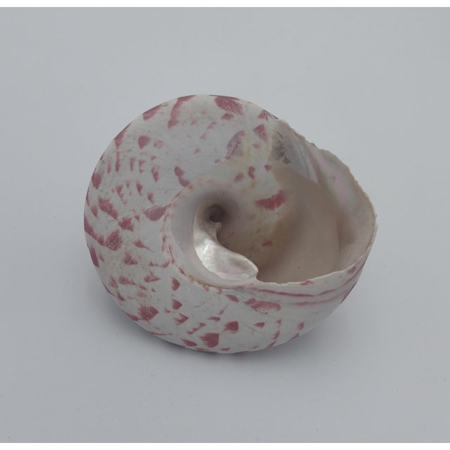 Vintage Zebra Top Shell – Trochus Maculatus, Sea of Cortez C. 1970s For Sale In Santa Fe - Image 6 of 10