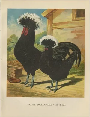 Dutch Black White-Crested Chicken, 19th Century, Paper