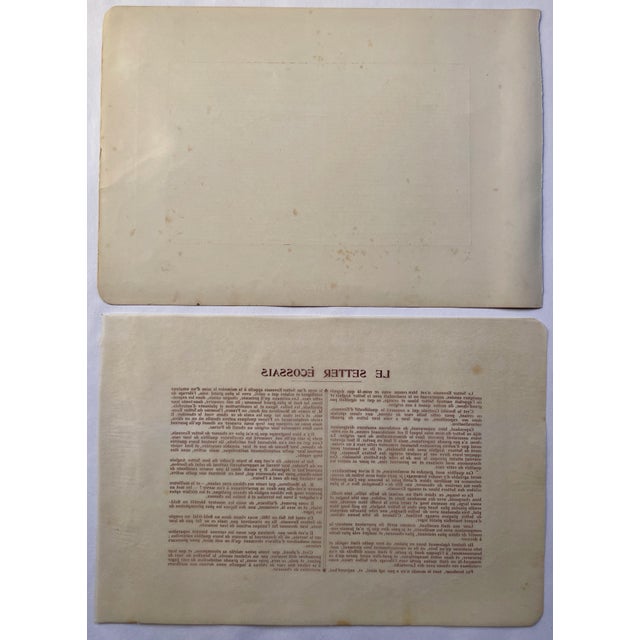 Illustration 1907 French Photogravure Print of “Le Setter Ecossais” or Scottish Setter - For Sale - Image 3 of 3