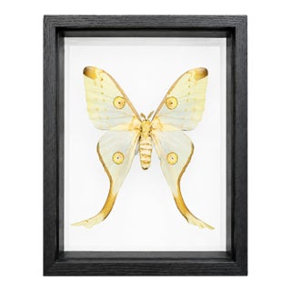 Framed Female Comet Moth Shadow Box Specimen Display For Sale
