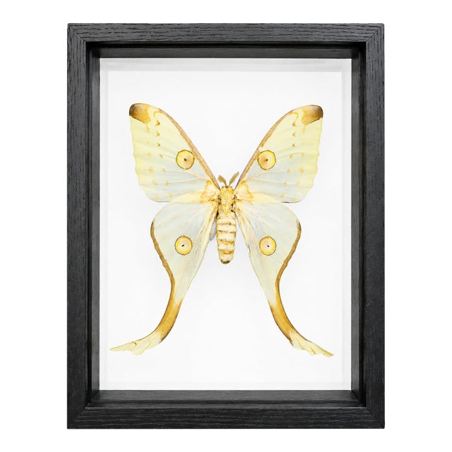 Framed Female Comet Moth Shadow Box Specimen Display For Sale