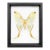 Framed Female Comet Moth Shadow Box Specimen Display For Sale