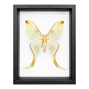 Framed Female Comet Moth Shadow Box Specimen Display