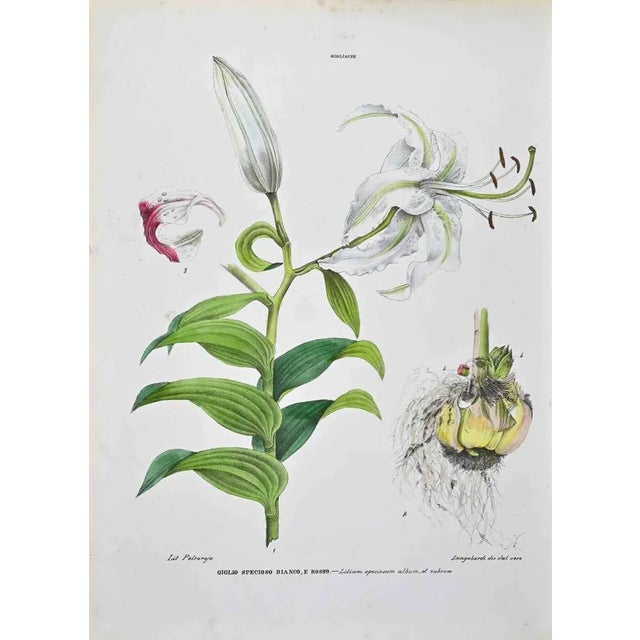 Lithograph hand watercolored. Plate from "Atlante di Botanica popolare ossia Illustrazione di Piante Notevoli di ogni...