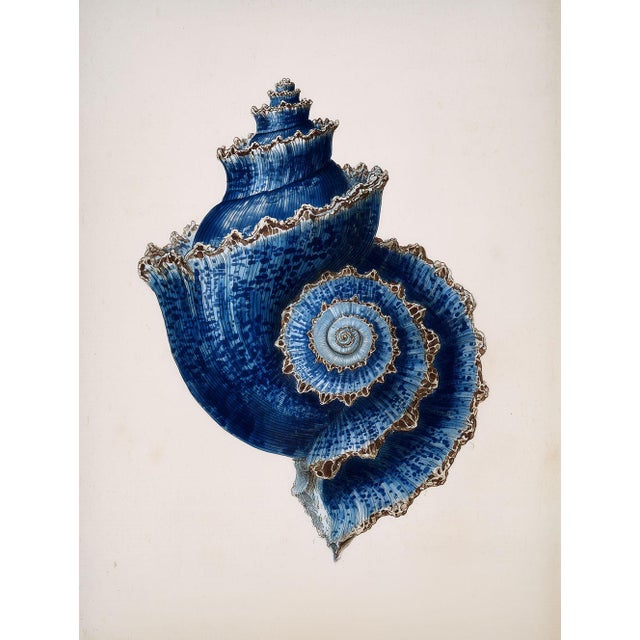 Set of 6 – Blue Conch Shells Collection | Coastal Natural History Fine Art Prints For Sale - Image 4 of 14