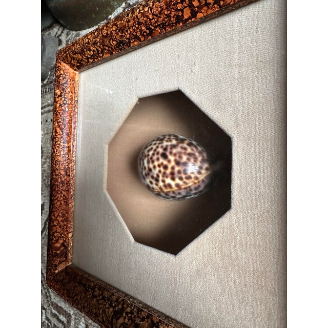 Vintage Framed Cowrie Seashell in Tortoise Frame For Sale - Image 4 of 6