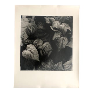 Ivy Botanical Study Photo Garo For Sale