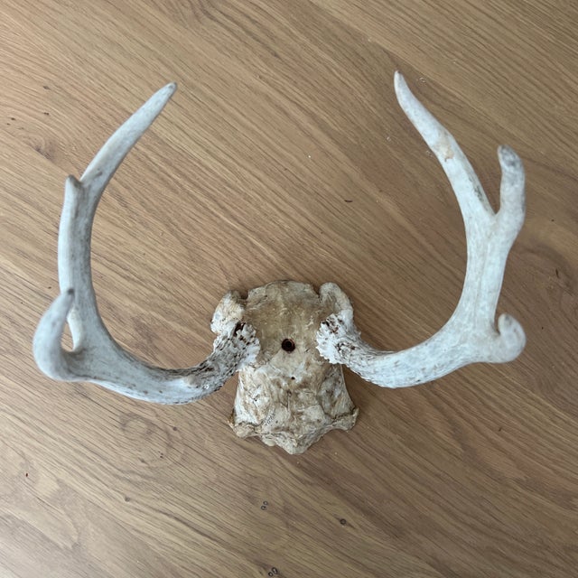 Vintage Deer Antlers For Sale - Image 9 of 9