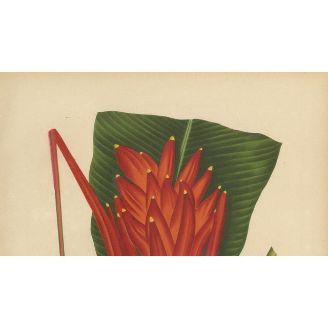 Sheep van Nooten, Red Heliconia Botanical, 1880, Chromolithograph For Sale - Image 4 of 9