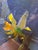 Isabel Wyatt Midnight Daffodil Original Painting, Signed For Sale In San Francisco - Image 6 of 12