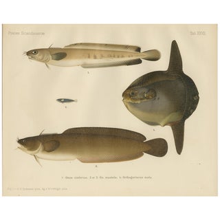 Wilhelm von Wright, Ocean Sunfish and Scandinavian Blennies, 1895, Lithograph on Paper For Sale