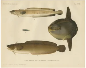Wilhelm von Wright, Ocean Sunfish and Scandinavian Blennies, 1895, Lithograph on Paper