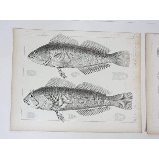 Rustic Mid 19th Century Us Pacifc Railroad Fish Lithograph Book Plate - A Pair For Sale - Image 3 of 7