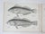 Rustic Mid 19th Century Us Pacifc Railroad Fish Lithograph Book Plate - A Pair For Sale - Image 3 of 7