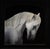 Passive Sacrifice by Che Leviathan | Oil on Panel Portrait of a White Horse For Sale