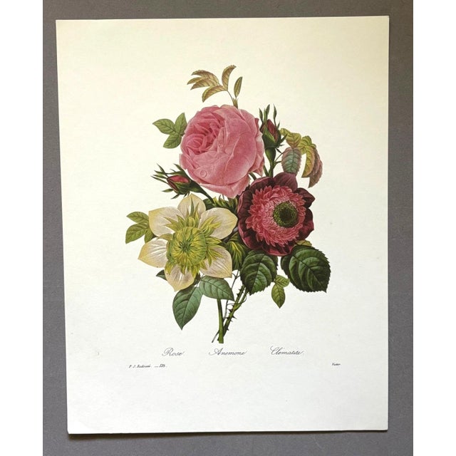 Up for sale is this gorgeous vintage print by PJ Redoute, one of several we are currently listing. With a sheet size of...