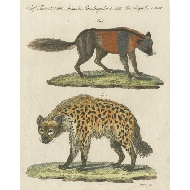 Bertuch, Cross Fox and Spotted Hyena, 1812, Print For Sale - Image 12 of 12