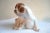 Figurative Royal Copenhagen Denmark, Porcelain Pointer Puppies Dog Figurine, 1889-1922 For Sale - Image 3 of 7