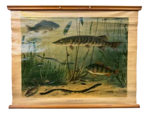 Vintage Linen School Map of Freshwater Fish