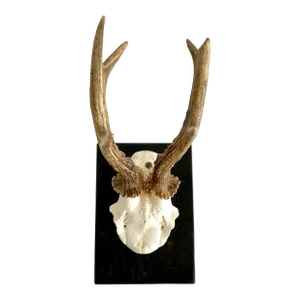 1934 German Roe Deer Antlers