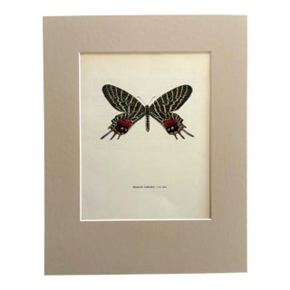 Vintage 1965 Butterfly Print in 11x14 Mat: Bhutanitis Lidderdalei/Bhutan Glory For Sale