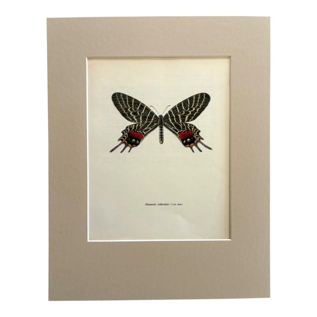 Vintage 1965 Butterfly Print in 11x14 Mat: Bhutanitis Lidderdalei/Bhutan Glory For Sale