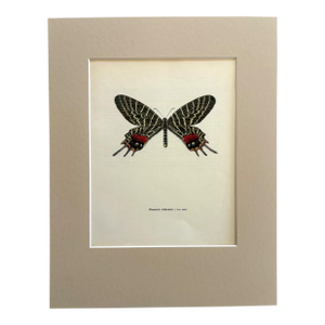 Vintage 1965 Butterfly Print in 11x14 Mat: Bhutanitis Lidderdalei/Bhutan Glory