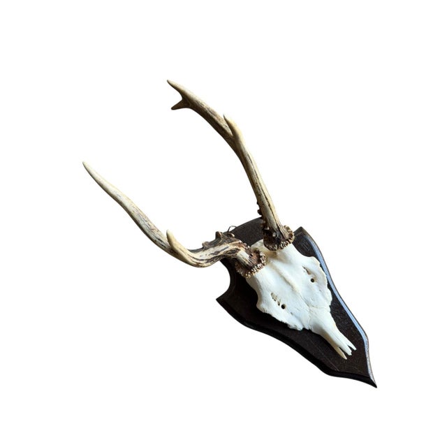 Cabin Roe Deer Trophy 138 Black Forest Antlers Abnormal For Sale - Image 3 of 5