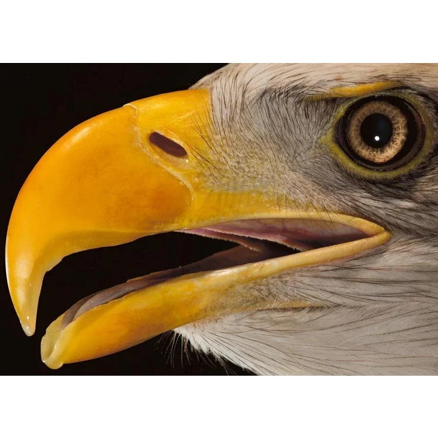 Tim Platt, Bald Eagle #3, 2013, Archival Pigment Print For Sale - Image 4 of 6