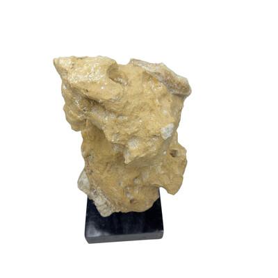 2010s Indonesian Coral Stone On Teak Stand For Sale - Image 5 of 5