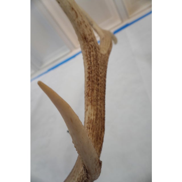 Elk Antler Mounted on Wooden Plaque For Sale - Image 12 of 16
