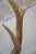 Elk Antler Mounted on Wooden Plaque For Sale - Image 12 of 16