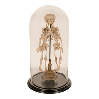 Antique 19thC Anatomical Conjoined Syncephalus Twins Skeleton Medical Model 1860 For Sale