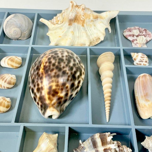 Vintage Coastal Boho Chic Seashell Collection, French Blue Divided Shadowbox Decorative Object For Sale - Image 12 of 13