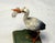 Antique 19th Century Cold Painted Austrian Vienna Bronze Stork Crane Baby Statue For Sale In New York - Image 6 of 9