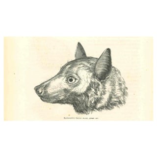 Paul Gervais, The Wolf, Lithograph, 1854 For Sale