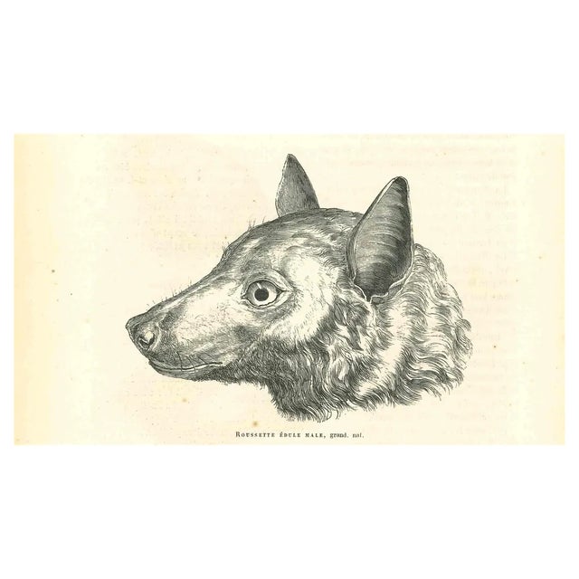 Paul Gervais, The Wolf, Lithograph, 1854 For Sale