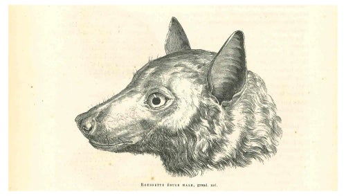 Paul Gervais, The Wolf, Lithograph, 1854