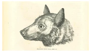 Paul Gervais, The Wolf, Lithograph, 1854