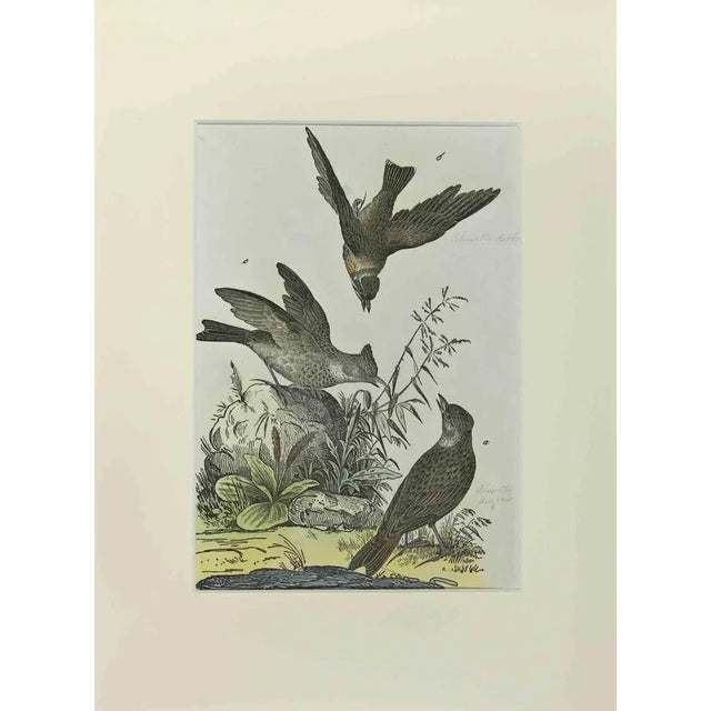 Johann Friedrich Naumann, Woodlark, Etching, 1840 For Sale - Image 3 of 3