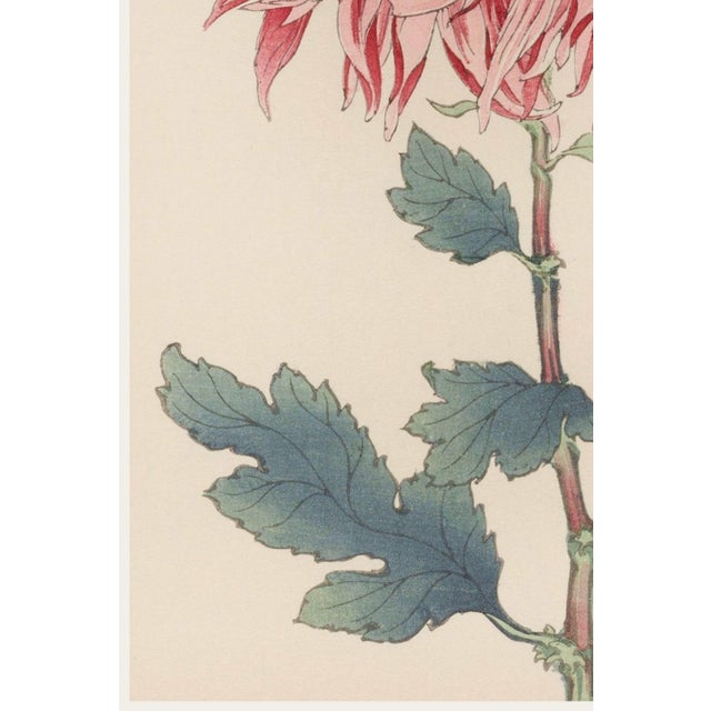 Pink Mum, Vintage Japanese Botanical Art Print, 12" X 18" For Sale - Image 4 of 9